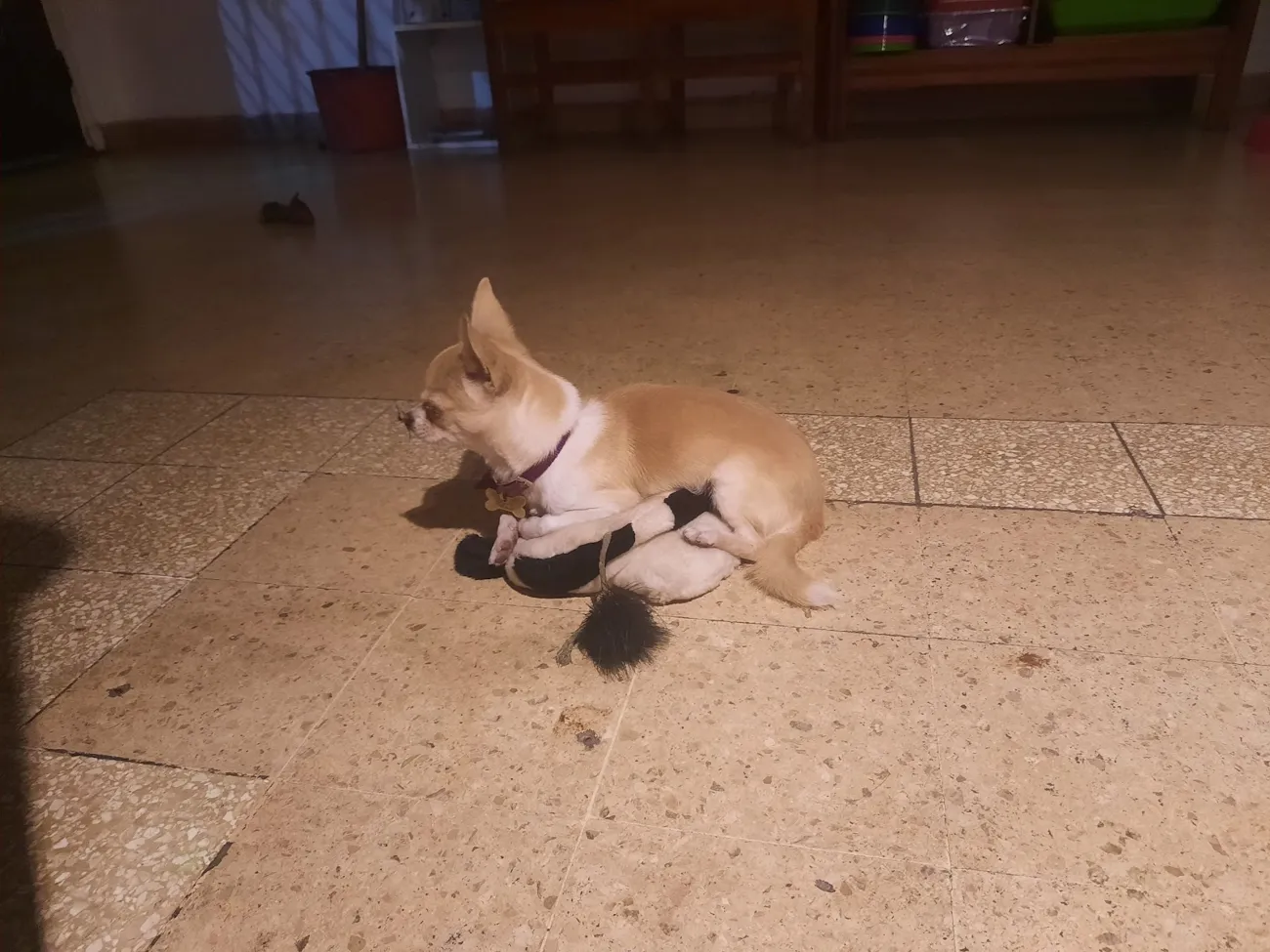 Chihuahua sentado en el piso de granito de la veterinaria