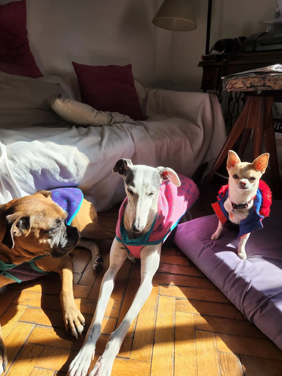 Tres perros con abrigo descansando al sol: un bóxer, un galgo y un chihuahua
